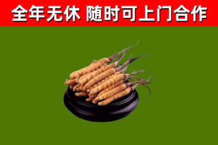 邓州市烟酒回收冬虫夏草.jpg